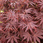 Acer Atropurpureum - Foliage