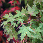 Acer palmatum - Foliage