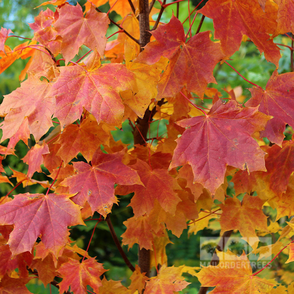 Acer platanoides - Foliage