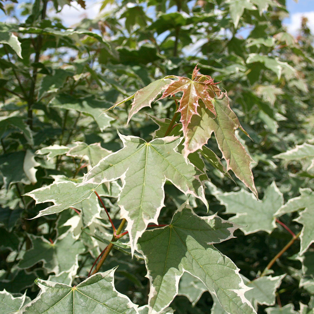 Acer Drummondii - Foliage