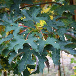 Acer pseudoplatanus - Foliage