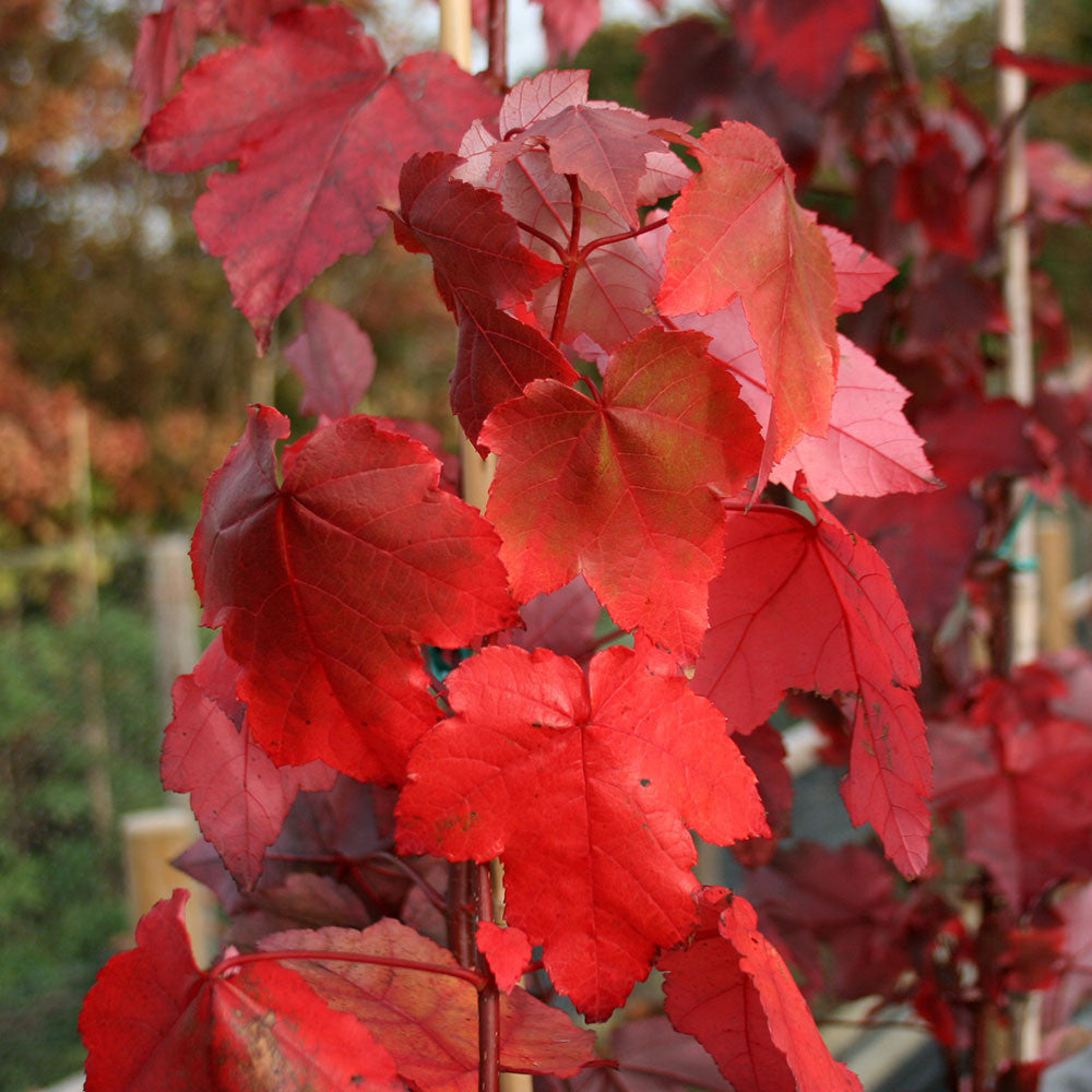 Acer rubrum - Foliage