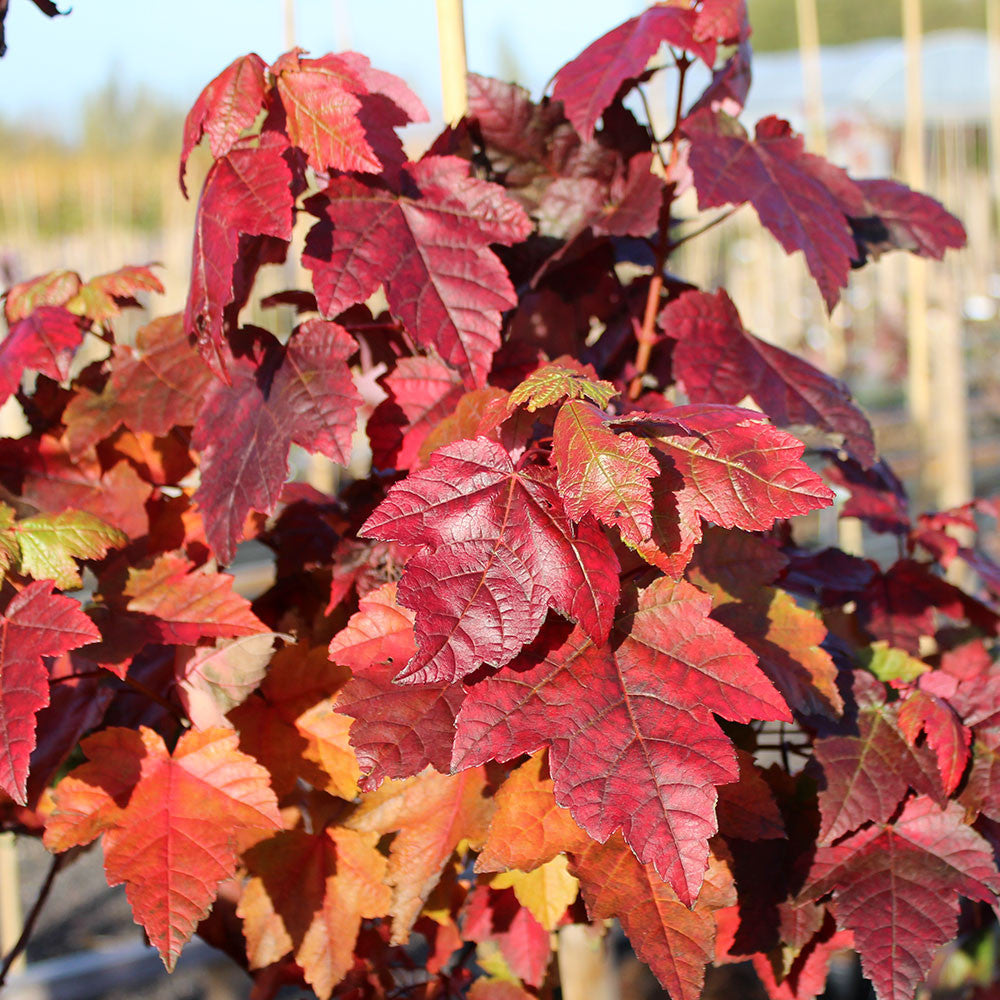 Acer Fairview Flame - Foliage
