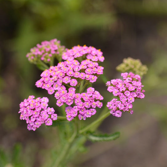 Achillea 'Summer Pastels' - Yarrow