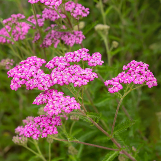 Achillea 'Summer Pastels' - Yarrow