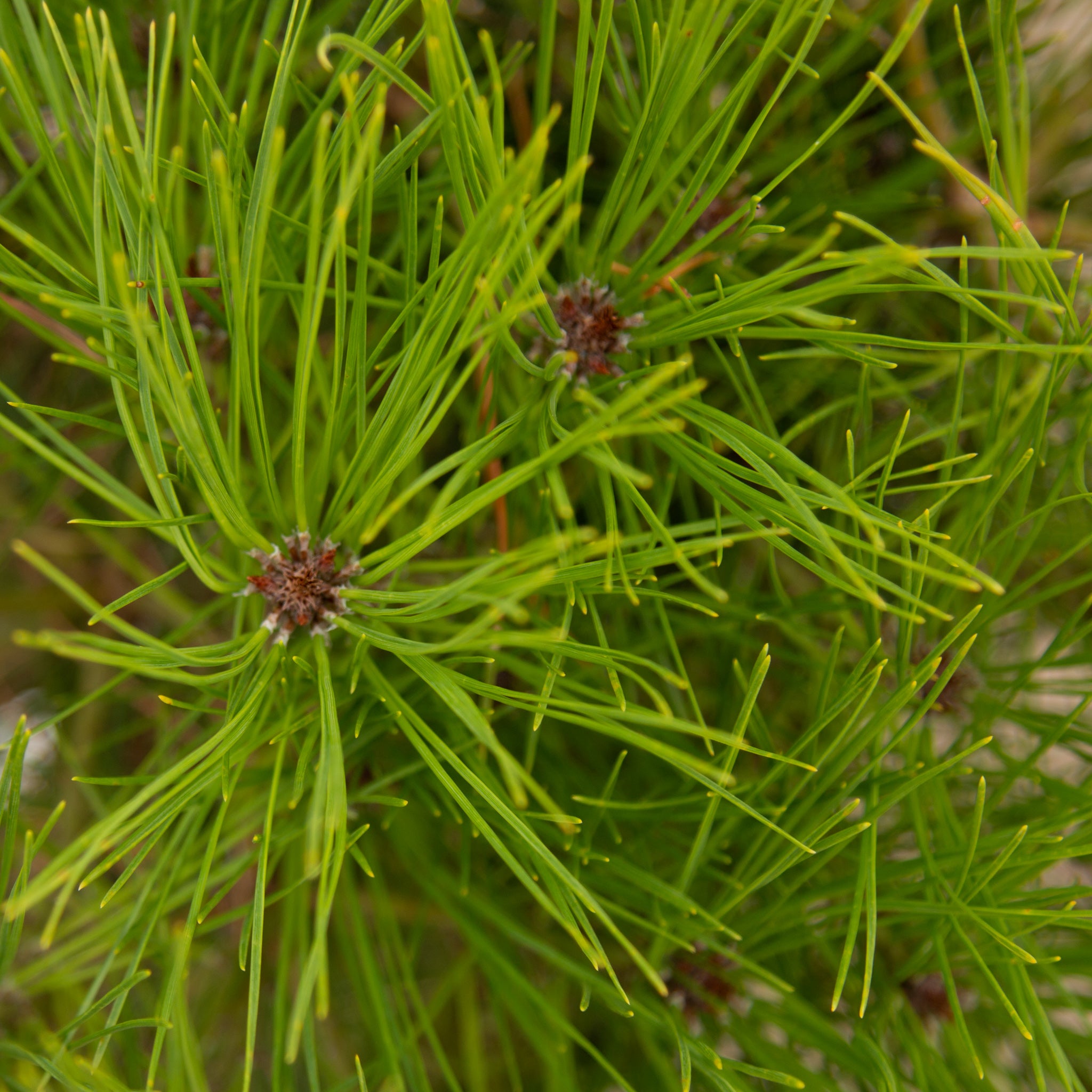 Pinus densiflora Alice verkade