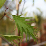 Alnus Imperialis - Foliage