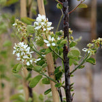 Amelanchier Eskimo - Flowers