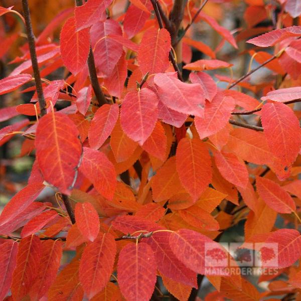 Amelanchier Robin Hill - Autumn Foliage