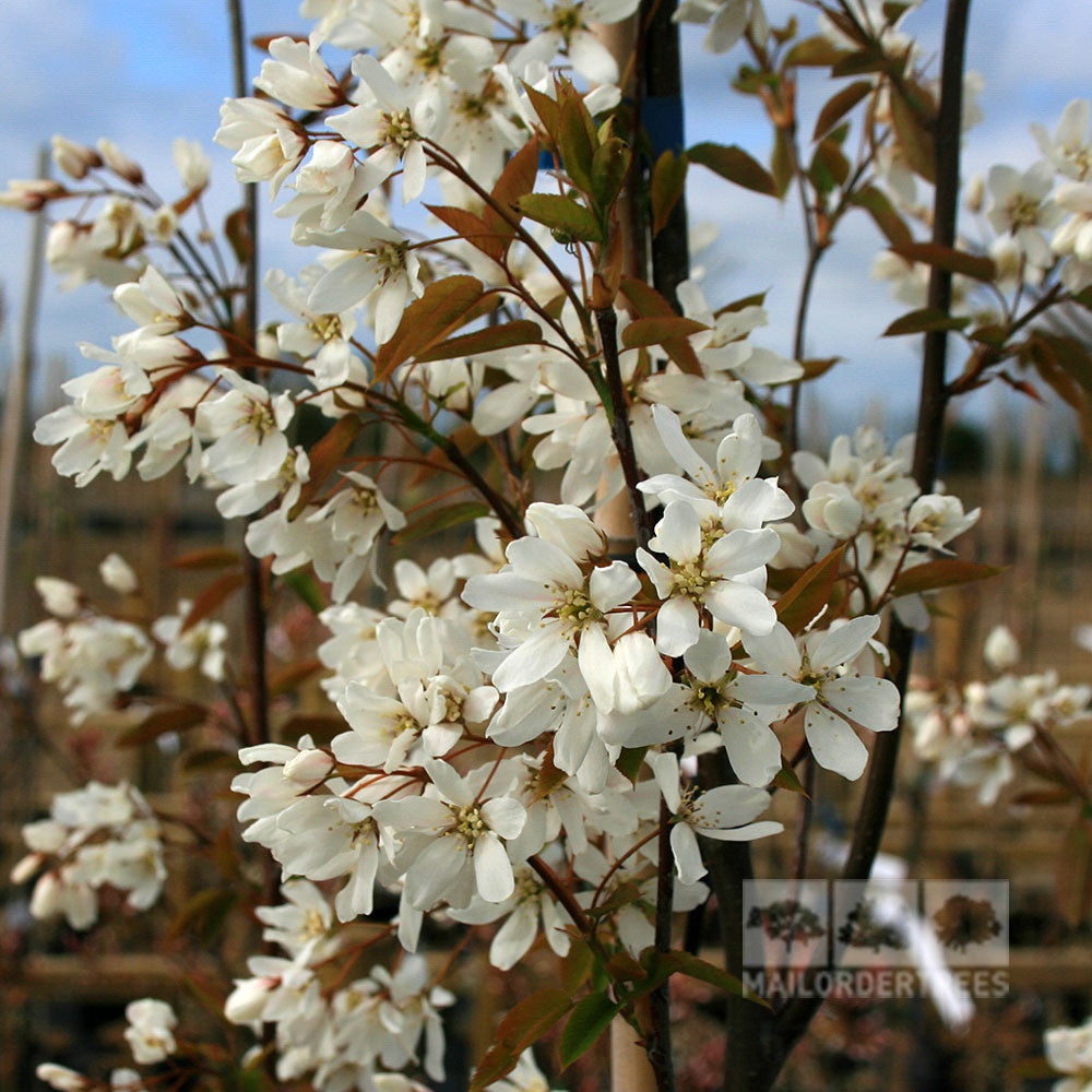 Amelanchier Snowflake - Spring Flowers