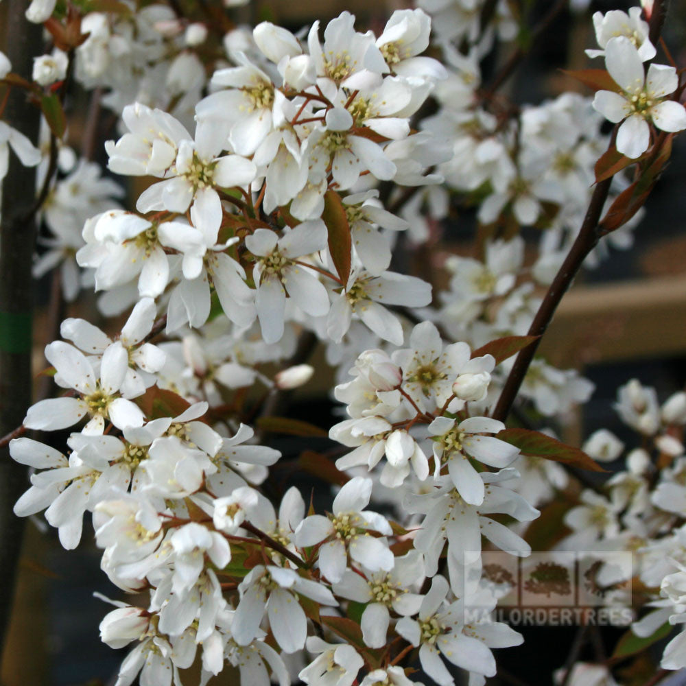 Amelanchier Snowflake - Spring Flowers