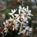 Amelanchier canadensis - Spring Flowers