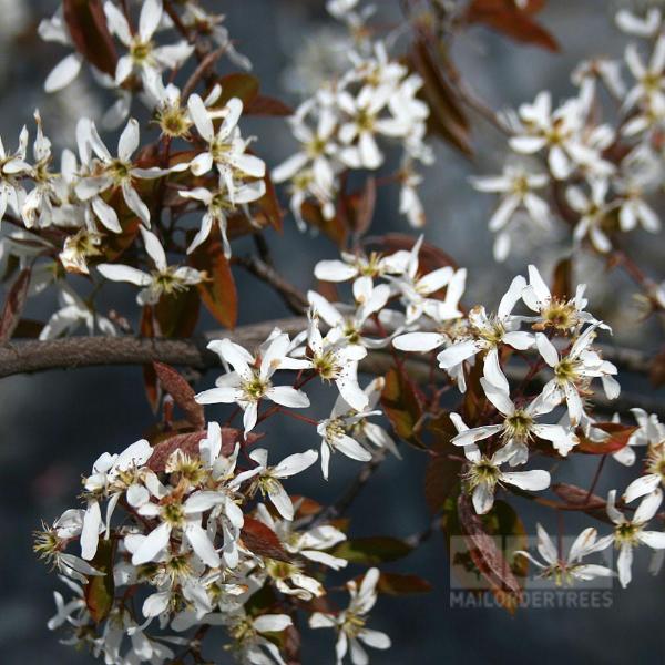 Amelanchier lamarkii - Spring Flowers
