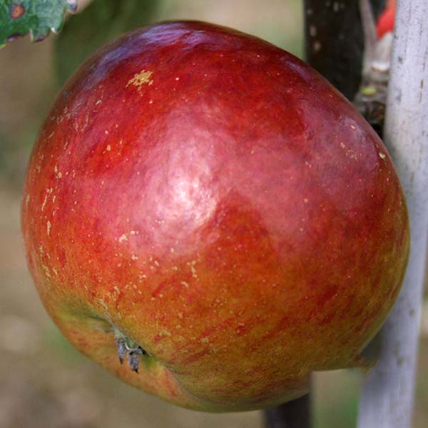 Malus Cox's Orange Pippin - Fruit