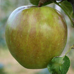 Malus Crispin - Fruit