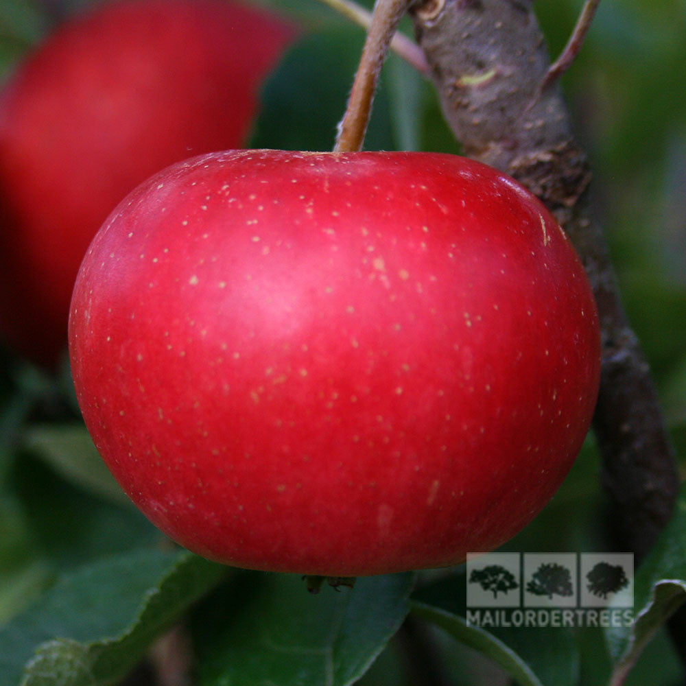 Malus Discovery - Fruit