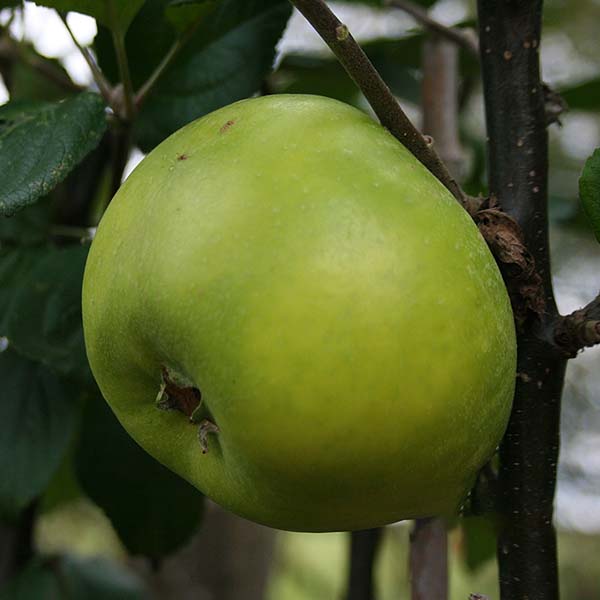 Malus Edward VII - Fruit