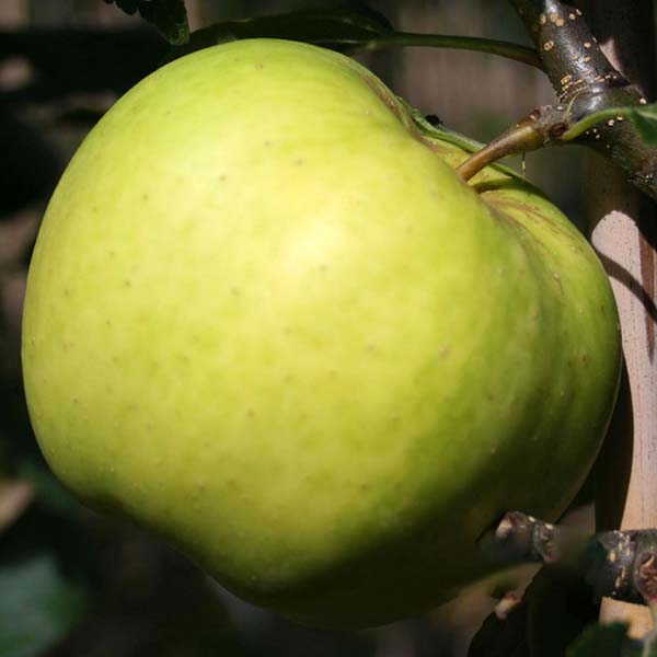 Malus Greensleeves - Fruit