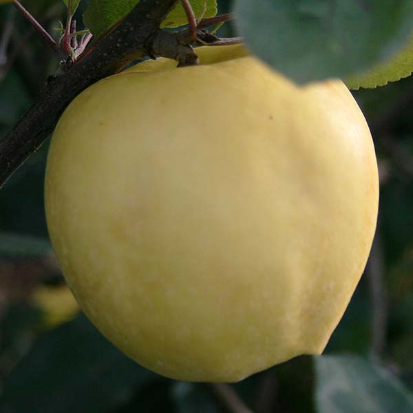 Malus Grenadier - Fruit