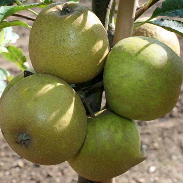 Malus Herefordshire Russet - Fruits