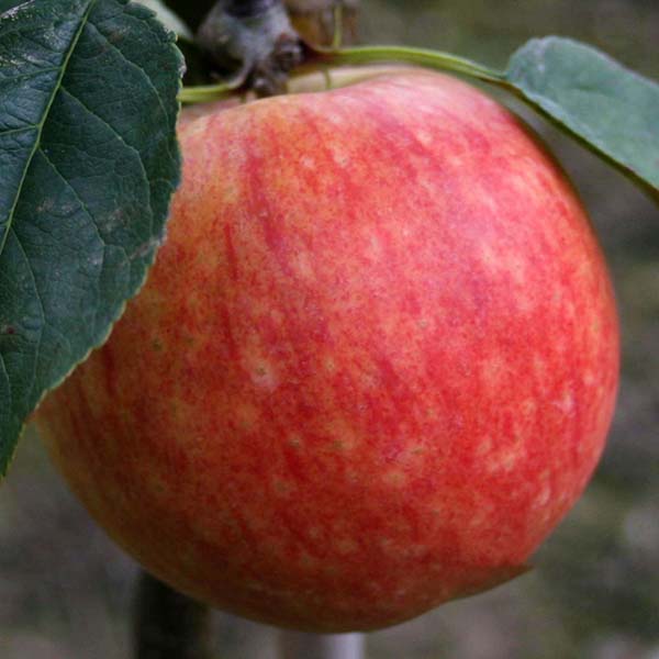 Malus James Grieve - Fruit