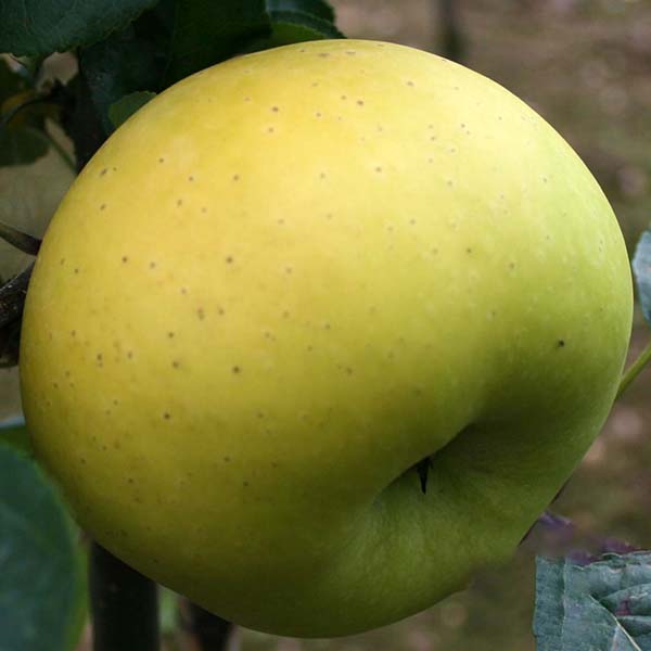 Malus Limelight - Fruit