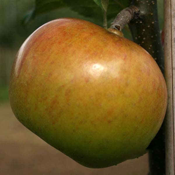Malus Newton Wonder - Fruit