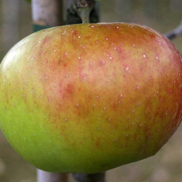 Malus Pixie - Fruit