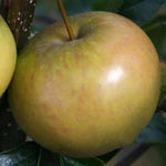 Malus Rubinette - Fruit