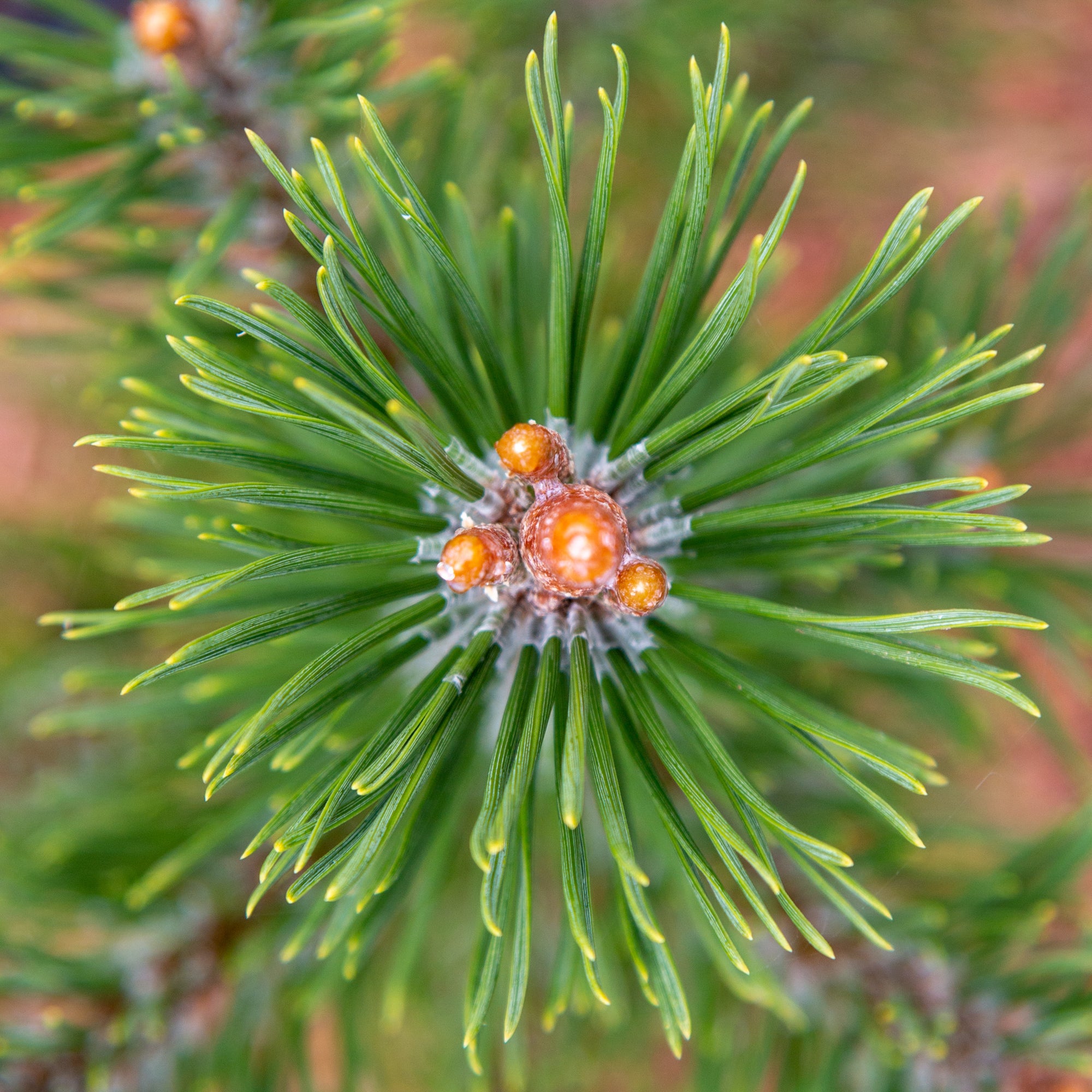 Pinus mugo Arpad