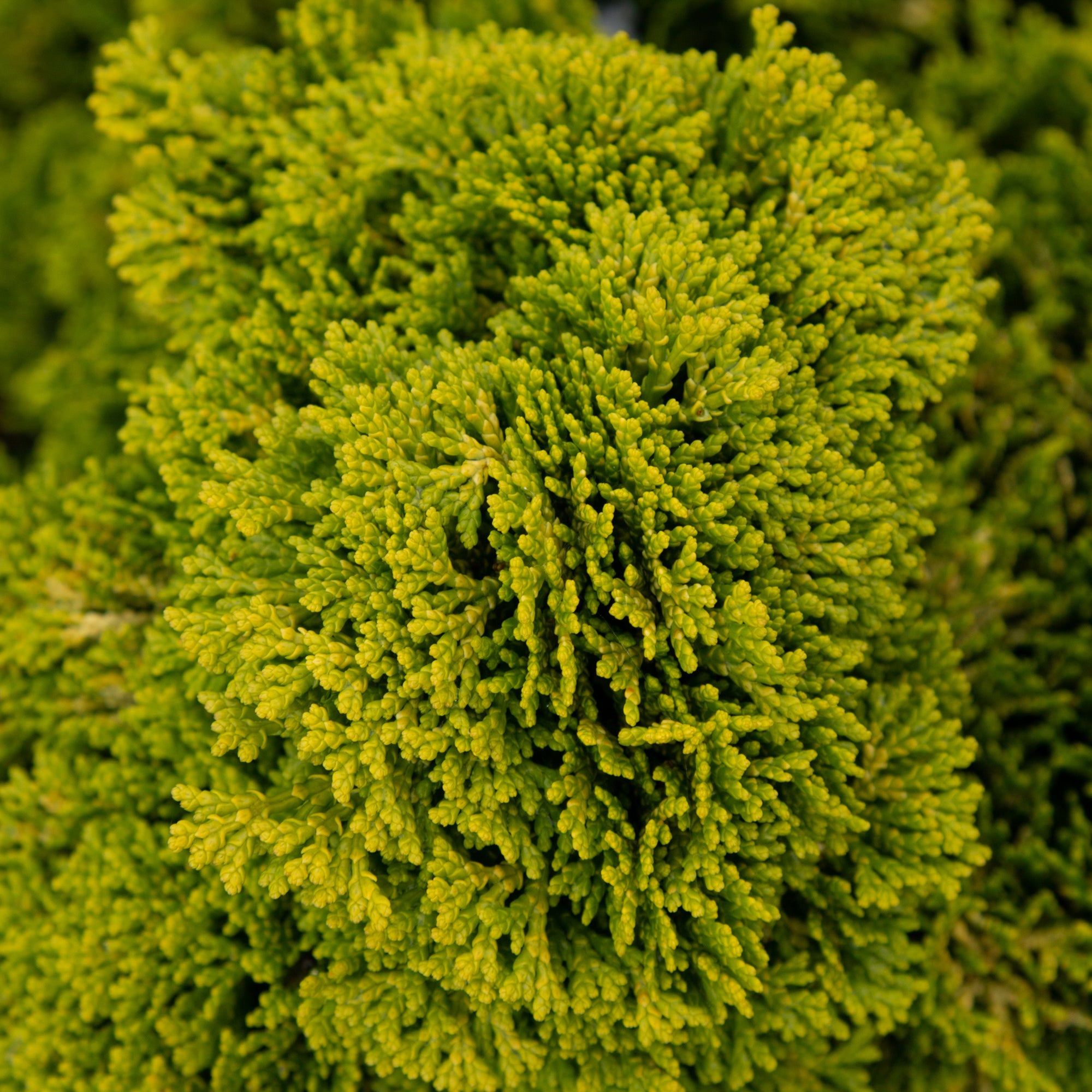 Chamaecyparis obtusa Aurora - Hinoki False Cypress