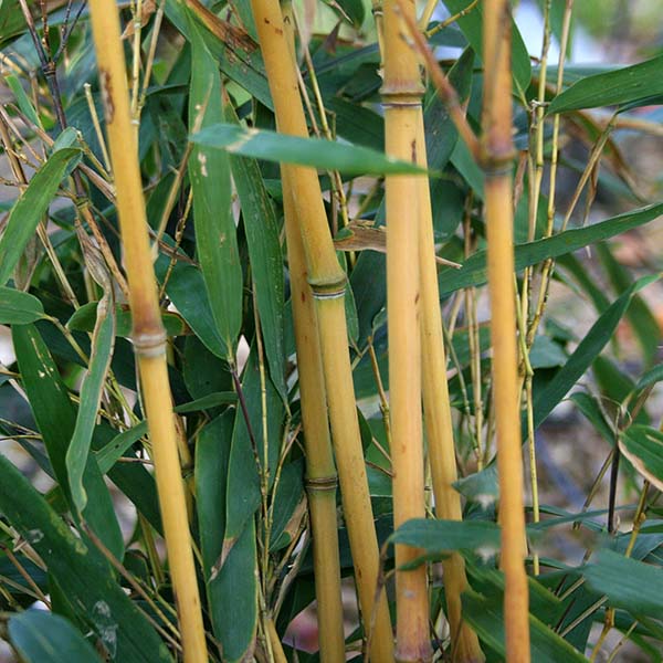 Bamboo Aureocaulis - Stems