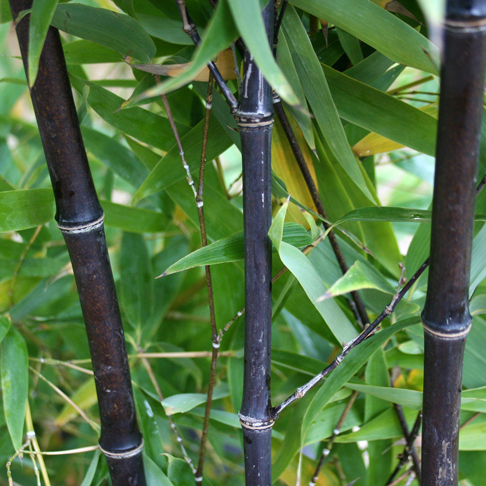 Bamboo nigra - Stems & Foliage