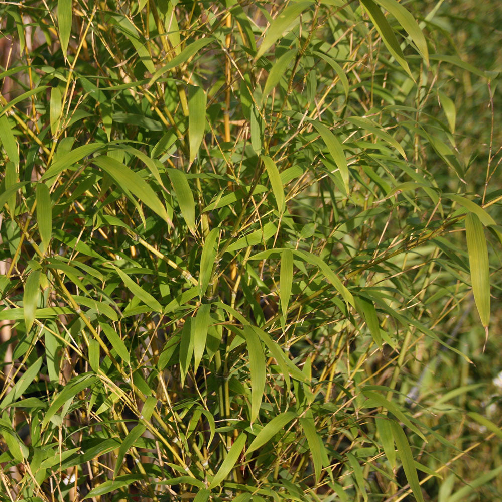Bamboo aurea - Foliage
