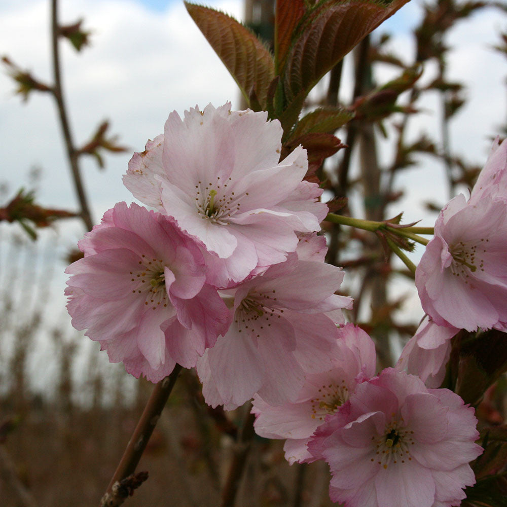 Prunus Beni Yutaka - Flowers