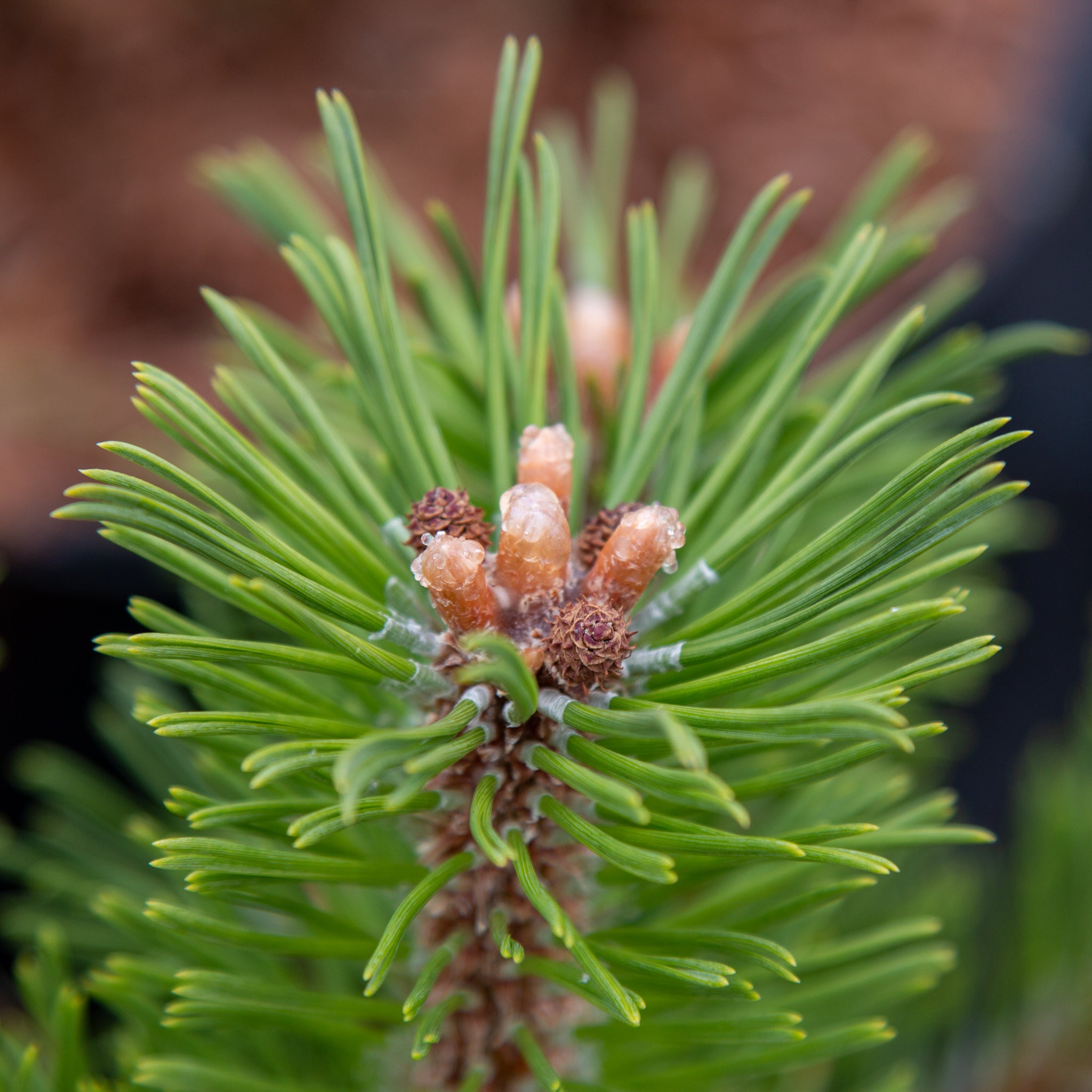 Pinus mugo Benjamin