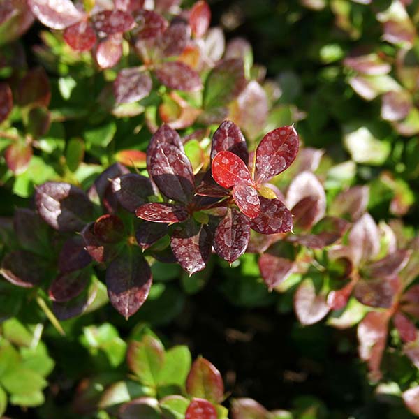 Berberis Red Jewel - Foliage