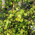 Betula Golden Beauty - Foliage