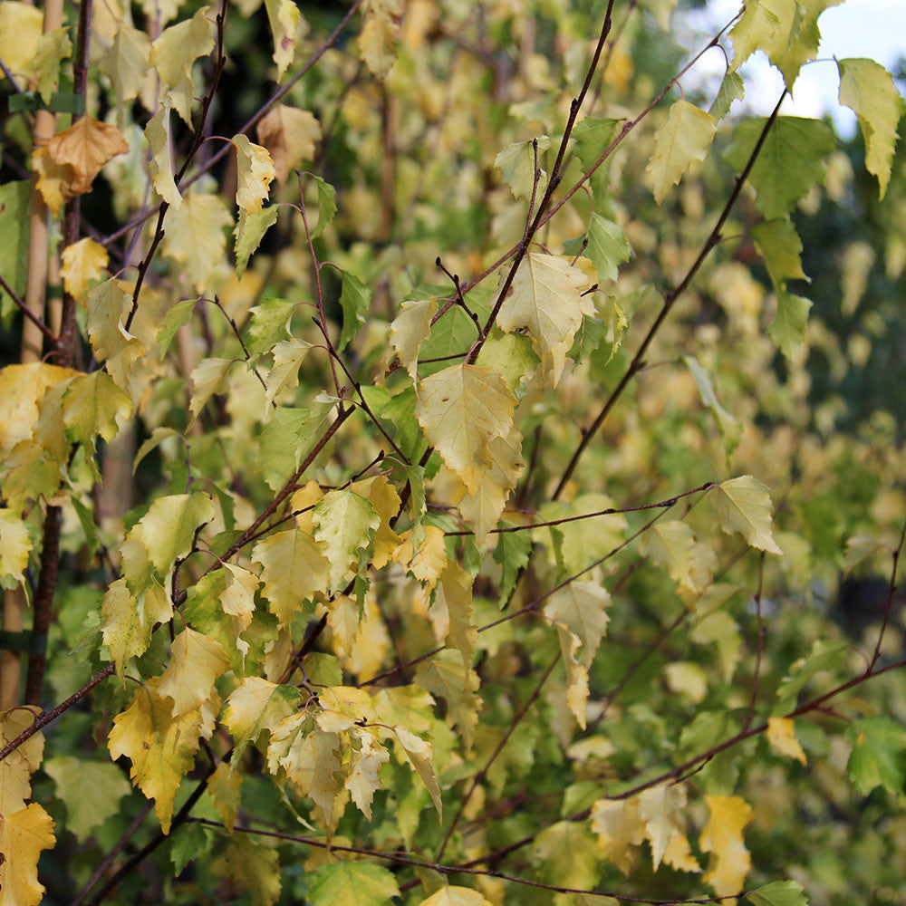 Betula Golden Cloud - Foliage