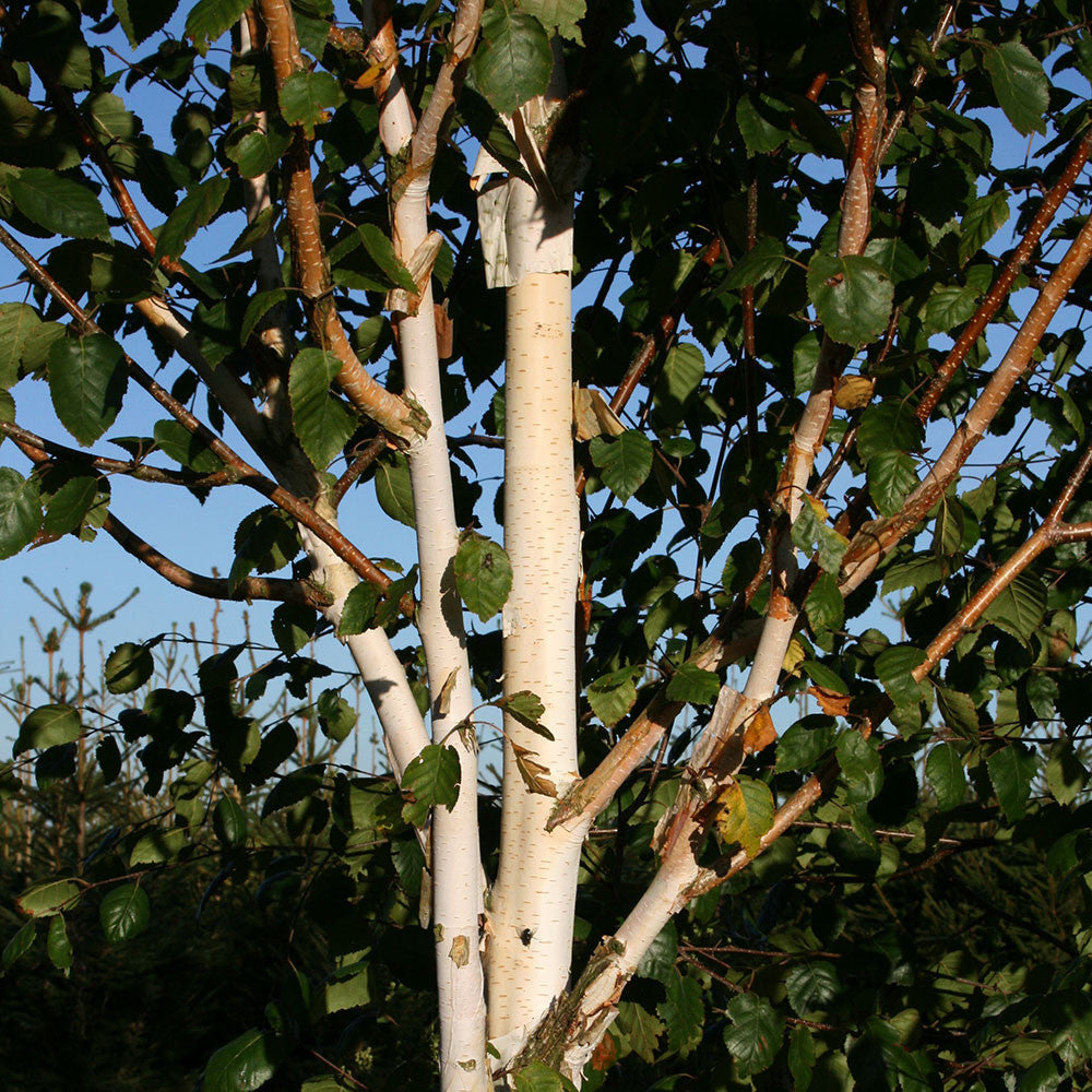 Betula Jacquemontii - Bark and Foliage