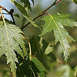 Betula Dalecarlica - Foliage