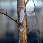 Betula ermanii - Bark