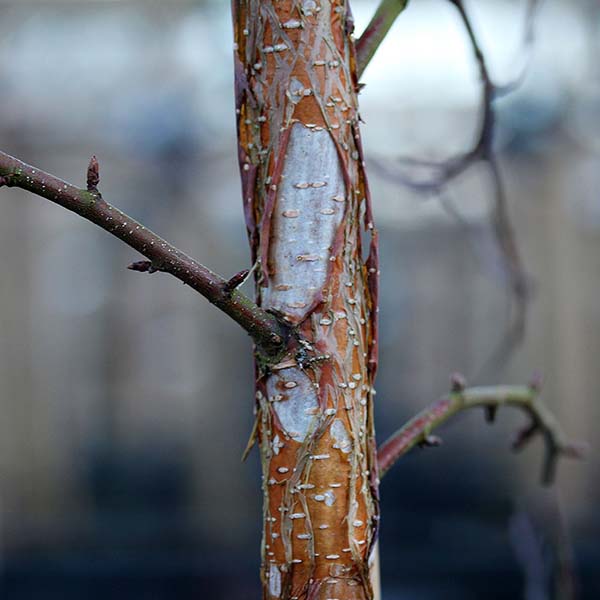 Betula ermanii - Bark