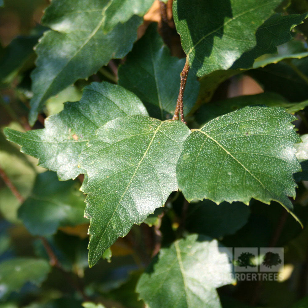 Betula Fastigiata - Foliage