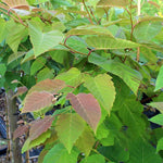 Betula maximowicziana - Foliage