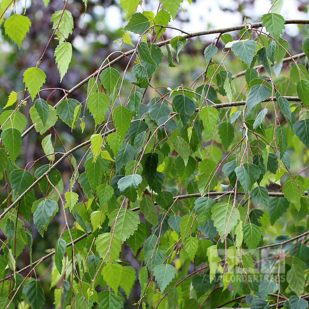 Betula Youngii - Foliage