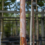 Betula albosinensis Fascination - Bark