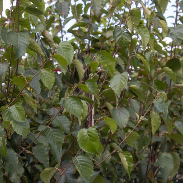 Betula albosinensis Fascination - Summer Foliage