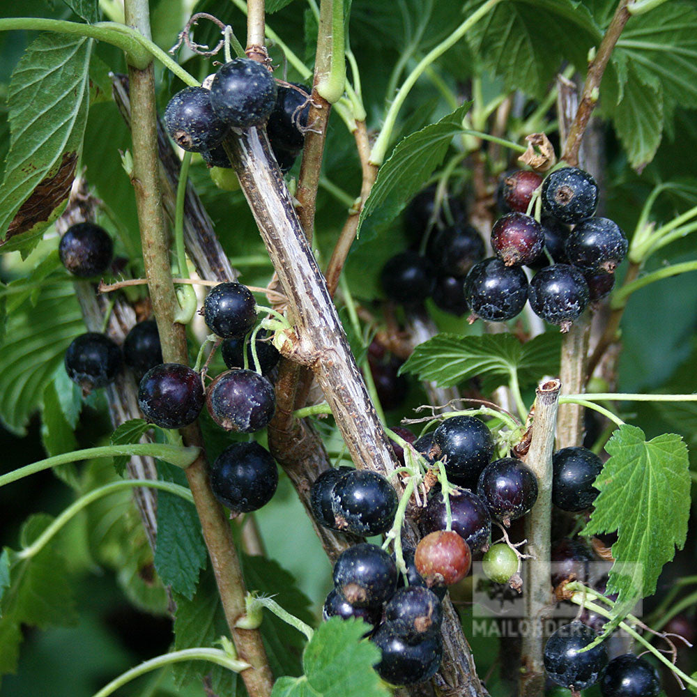 Ribes Ben Nevis - Berries