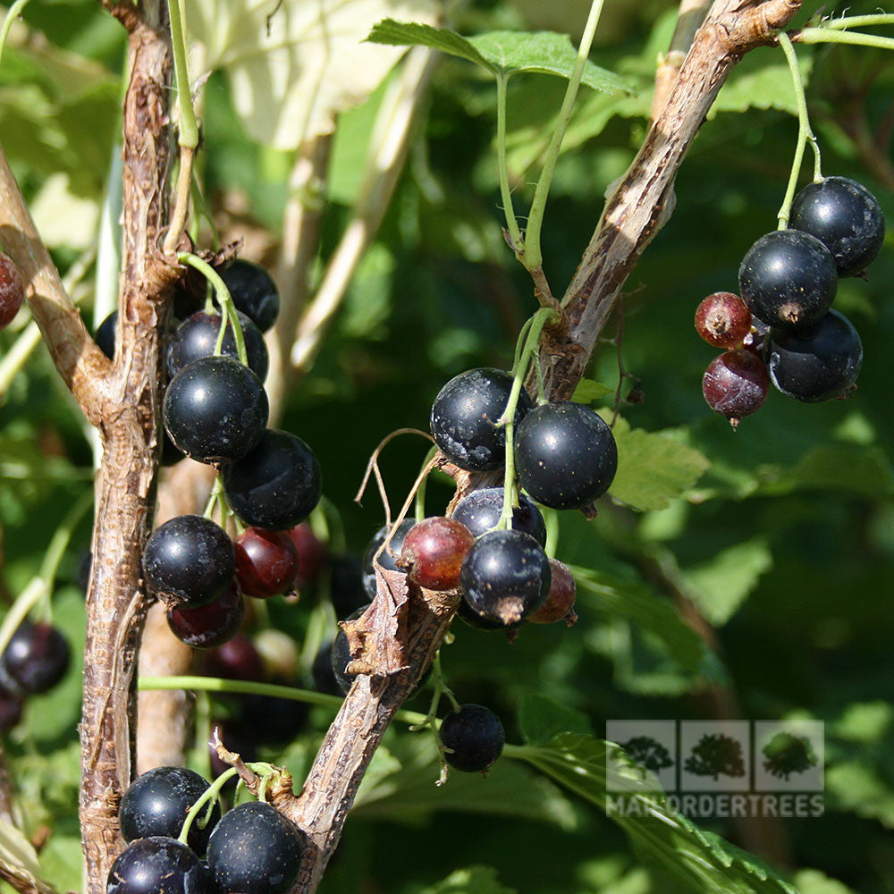 Ribes Wellington XXX - Berries